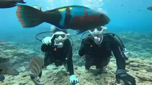青洞潛水魚從眼前游過