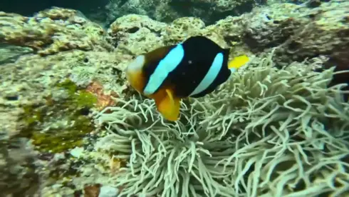 青洞熱帶魚與珊瑚礁