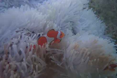 海底漫步可以靠魚群很近